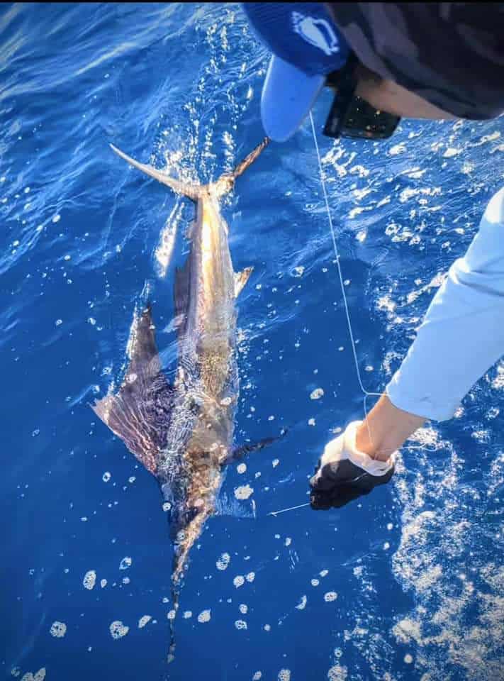 Sailfish in Key West, FL