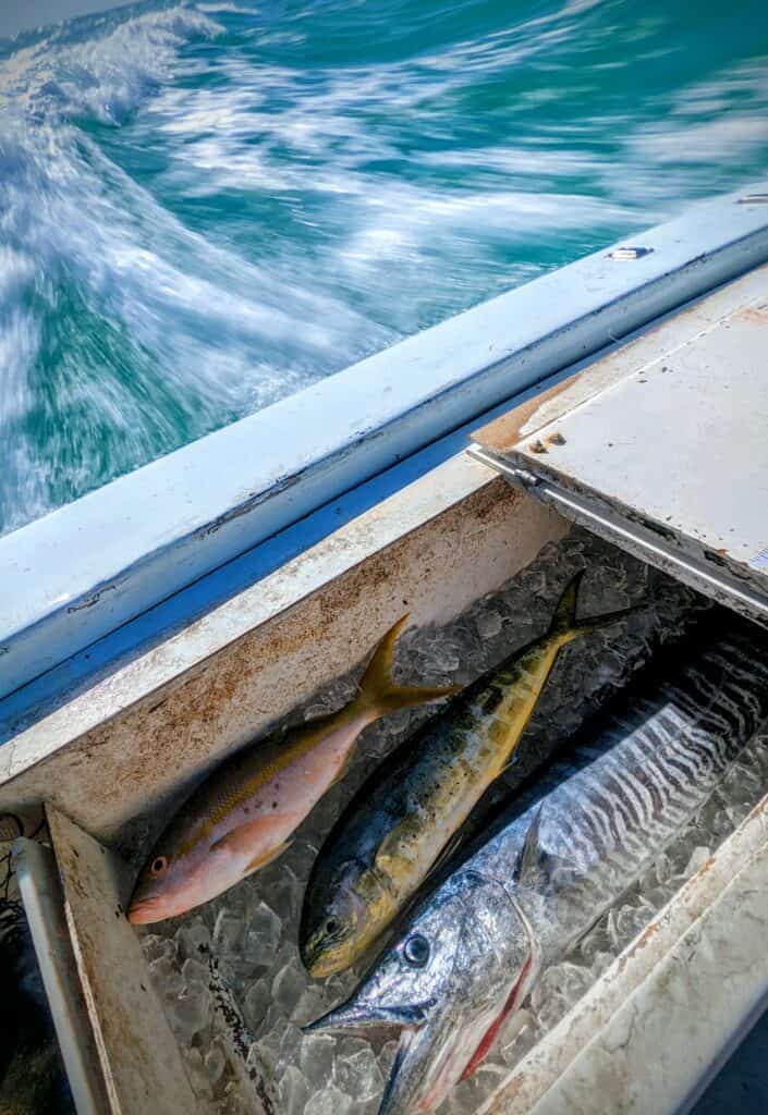 Wahoo, Mahi and a sailfish in Key West